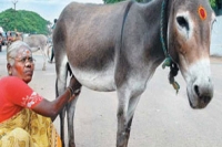 Drink one teaspoon of milk and get rid of all kinds of diseases donkey s milk sold for rs 10 000 a litre