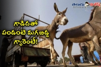 Donkey ride for the birth of a male heir in gujarat