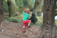 Toddler playing gorilla toddler at the columbus zoo