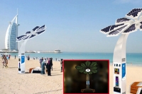 Smart palms to offer wireless internet at dubai beaches