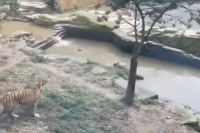 Duck plays hide and seek with tiger in viral video internet reacts