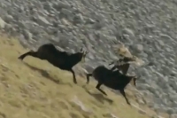 Viral video shows mountain goat freeing itself from clutches of eagle