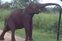 Smart elephant breaks electric fence like it s no big deal wins netizens