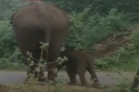 Mom rescues elephant calf in tamil nadu
