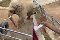 Elephant lends a trunk to return shoe dropped by child at china zoo