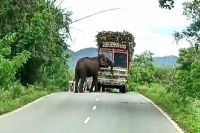 A wild elephant overturned a lorry and tasted sugarcane terrified motorists