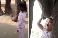 Assam toddler plays football with elephant tries to milk it