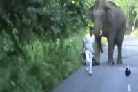 An elephant follows balakrsihna dailouge