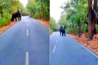 Elephants chase bike riders in tirumala at pamavinashanam road viral video