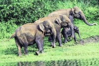 Wild elephants destroy crops in vizianagaram district of andhra pradesh