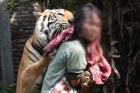 Tiger carries away woman in west bengal