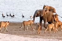Baby elephant survives 14 lion attack