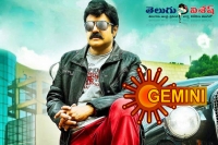 Gemini tv bags balakrishna lion satellite rights