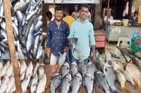 Mrigasira karthi fish sales increased know why people eat fish