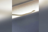 Passengers spotted a snake inside an airasia flight then