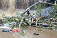 Trees crash 20 to death at kintampo waterfalls