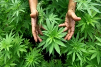 Ramdev s patanjali wants marijuana legalised in india social media can t keep calm