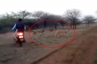 Bikers chasing lion lioness in gujarat s gir on video probe ordered