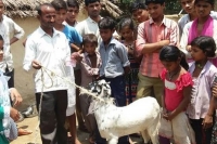 Goat chews rs 66000 cash from owner s pocket