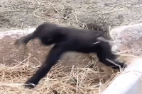 Viral video baby gorilla jumps around in hay until mom stops