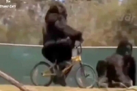 Gorilla rides a bicycle throws it away after falling off video leaves netizens in splits