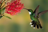 Hummingbird special story worlds smallest birds