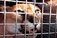 Hyderabadi held for smuggling wildcats in uttar pradesh