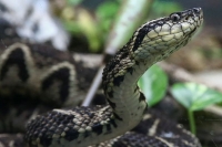 Jararacussu pit viper found in brazil can be the answer to coronavirus says study