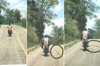A wild snake almost bit a motorcyclist