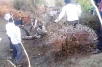 Leopard brutally beaten to death by villagers in gujarat