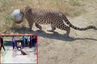 Caught on camera leopard s head stuck in pot in rajasthan