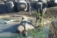 This elephant s battle with a goose will leave you in splits