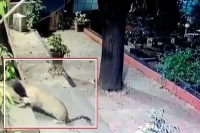 Leopard attacks two stray dogs in mumbai watch chilling footage