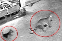 Three dogs chase away leopard at goregaon