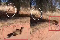 Leopard hunts deer its skills goes viral on social media