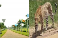 Two traps set in icrisat but leopard still on the loose