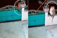Leopard jumps the gate of a residence to nab a pet dog