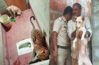 Dog miraculously survives after getting trapped in toilet with leopard for 7 hours