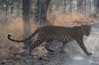 Leopard wandering in tirupati suburban colonies