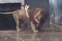 Chile lions shot after man jumps into enclosure strips