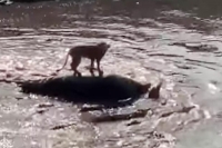 Viral video lion escapes a stream infested with 40 crocodiles in masai mara national reserve