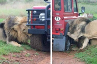 Tourists cheat death in tanzania lion attack