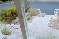 Mountain lion hides behind a bush as a woman runs past it in california