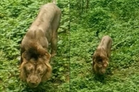 Video of lion eating grass in gujarat s gir forest goes viral surprises netizens