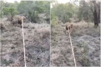 Viral video lion tries to stop tourists safari vehicle plays tug of war