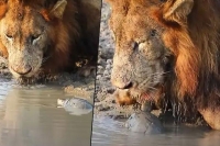 Viral video turtle annoys lion while drinking water from a river