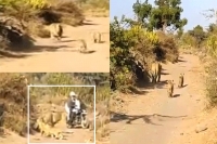 Guj lioness cubs making way for biker win hearts