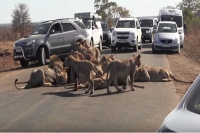 Pride of lions block road while eating hunt