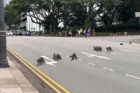 Watch singapore traffic police help a family of adorable otters cross a road