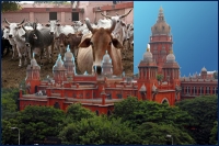 Madras high court stays centre s ban on cattle slaughter